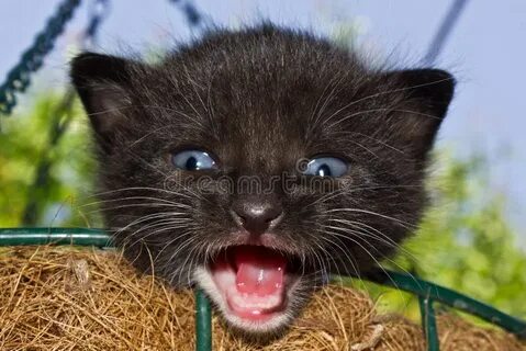 Звук котят мяуканье слушать для кошки живой