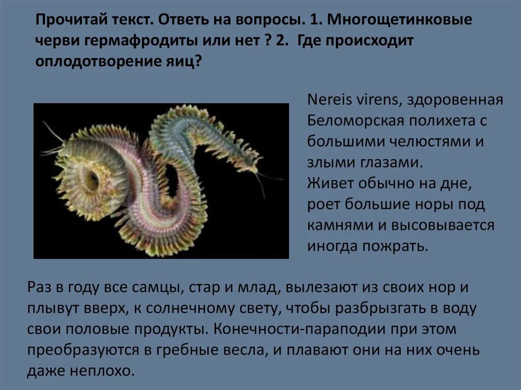 Гермафродитами являются черви. Многощетинковые черви нереис. Полихеты черви строение. Многощетинковый червь (perinereis cultrifera). Многощетинковые черви полихеты нереис.