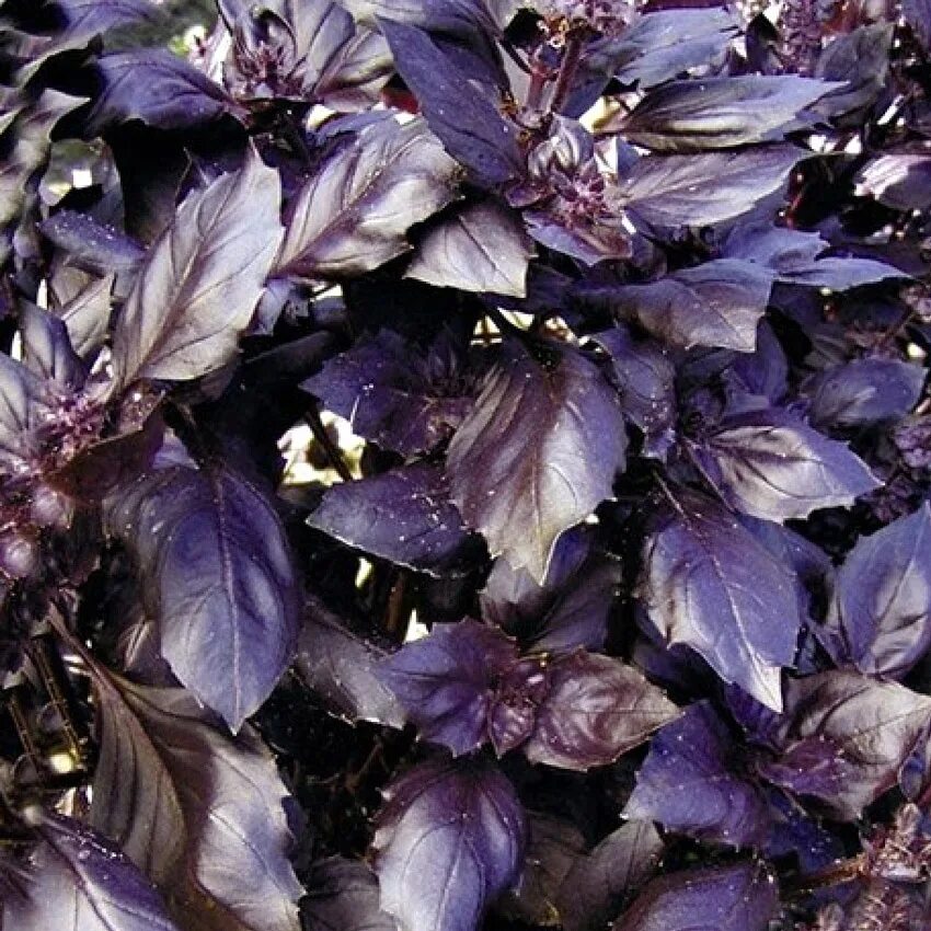 Базилик арарат. Базилик арарат фото. Базилик овощной арарат. Базилик арарат 0,3г. Базилик арарат.