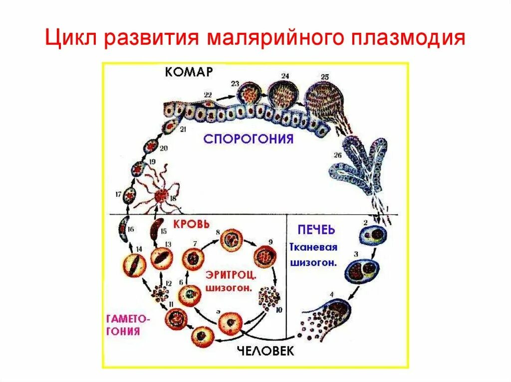 Циклмразвития смалярийного пллазмодия. Цикл развития малярийного плазмодия схема. Жизненный цикл малярийного плазмодия схема. Цикл развития малярийного пл. Малярия цикл развития малярийного плазмодия