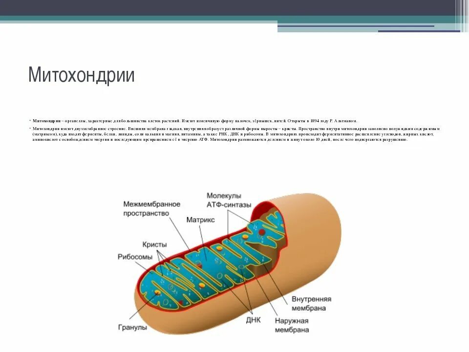 Строение митохондрии ЕГЭ. Структура двойной оболочки митохондрии. Межмембранное пространство митохондрий. Органоиды внутри митохондрий. Что такое митохондрии простыми словами у человека