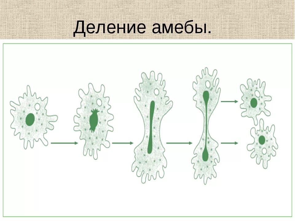 Какой способ размножения характерен для амебы. Размножение амёбы обыкновенной. Деление амебы бесполое размножение. Бесполое размножение амёбы.