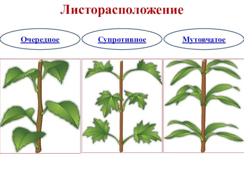 Листья расположены вертикально. Мутовчатое расположение побегов. Листо расположения яблони. Малина листорасположение. Платан листорасположение.