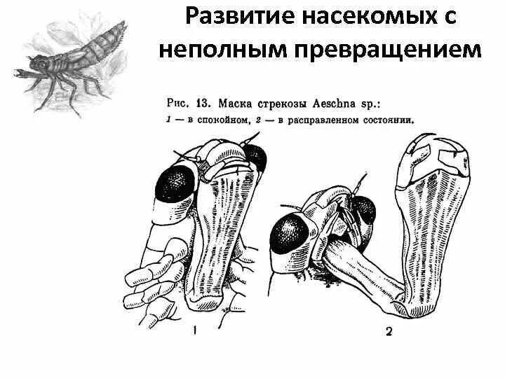 Развитие богомола. Жизненный цикл богомола. Стадии развития богомола схема. Размножение и развитие насекомых. Насекомые с неполным превращением.