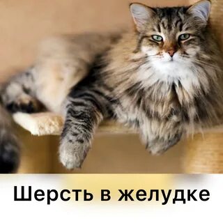 Наука о кошках