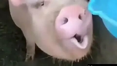 Drink pig