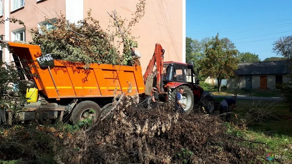 Вывоз веток и деревьев с участка. Вывоз веток. вывоз веток с дачного участка. самосвал с ветками.