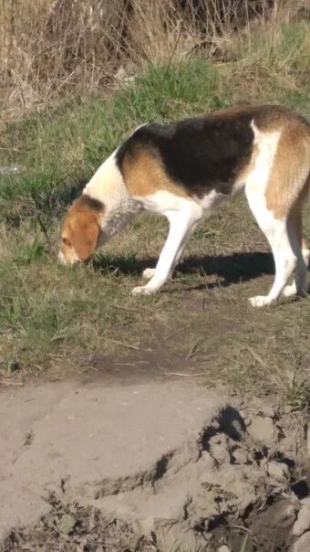 Собака долгожитель русская пегая гончая. Брянская гончая. Найдена собака гончая. Гончая потеряшка. Русская гончая выжлец красный.