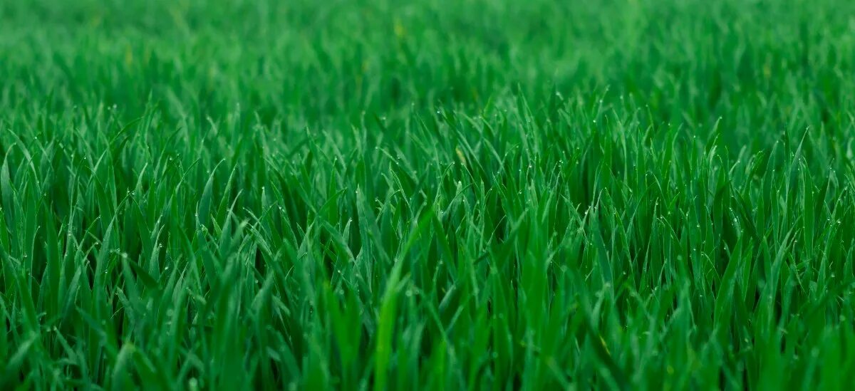 Сочная трава. Мягкая трава. Обои на телефон сочная трава. Витграсс фон. В поле давно уже зеленела посеянная