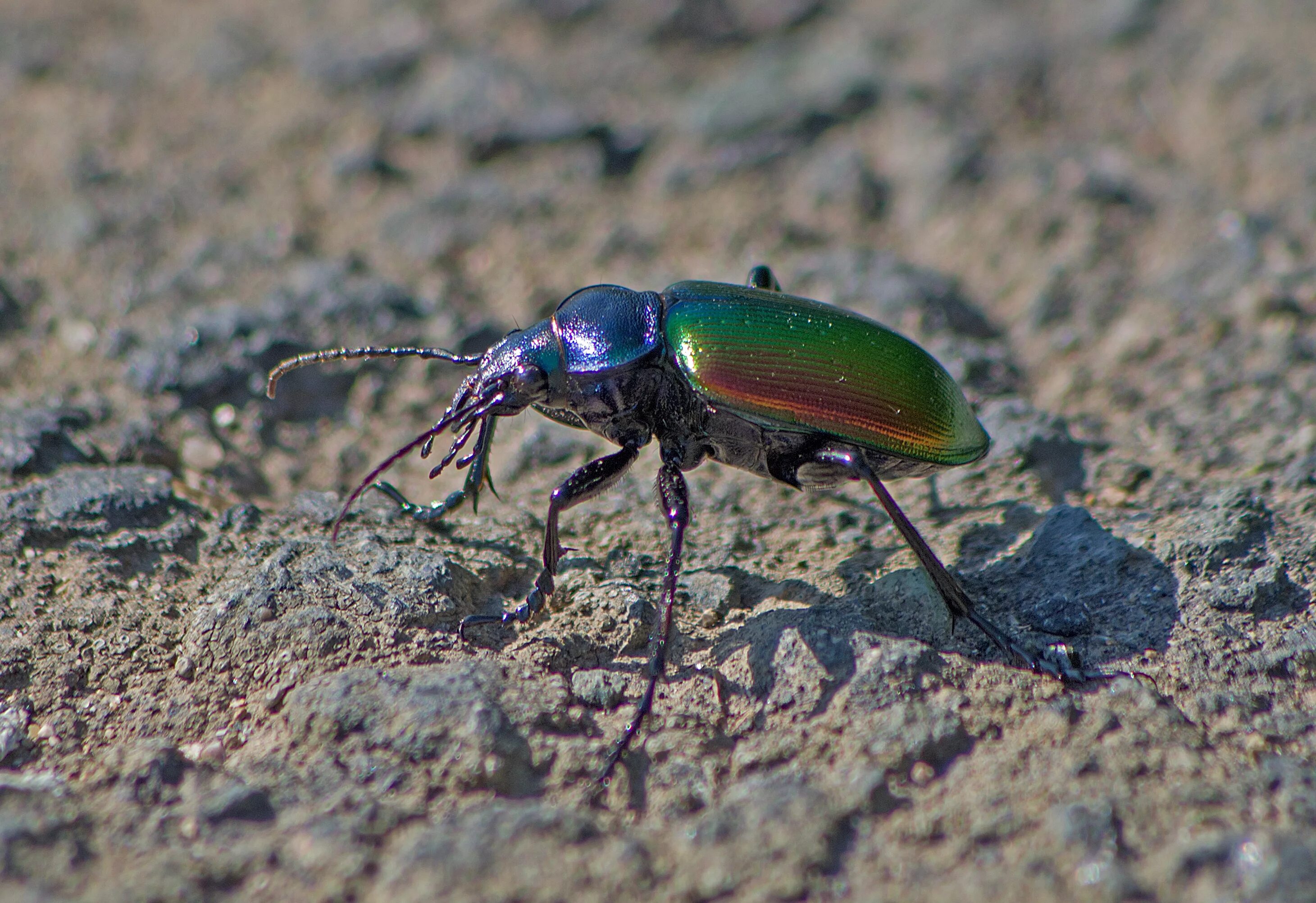 Жук красотел в какой природной. Жук пахучий красотел. Красотел пахучий (Calosoma sycophanta). Жук красотел личинка. Жужелица Королевская.