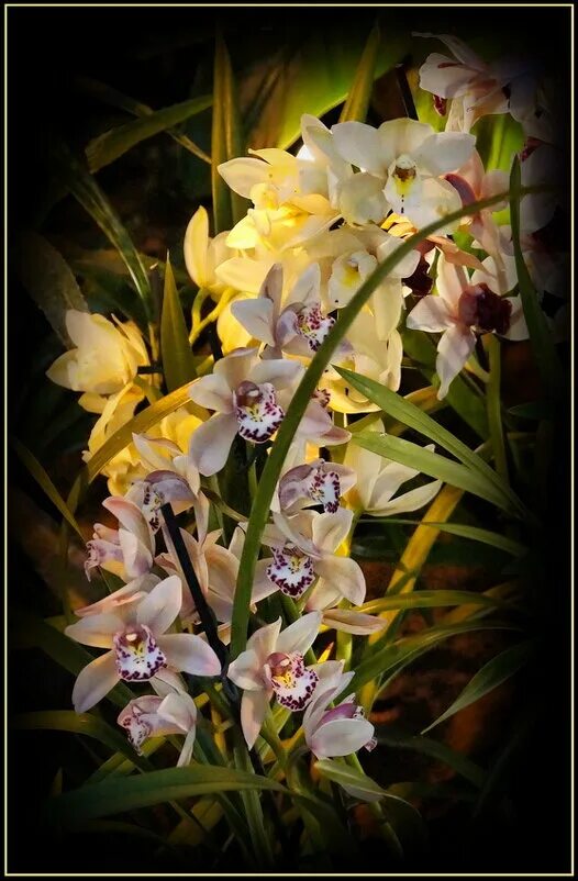 Орхидеи татьяны. Фаленопсис априллион. Орхидеи татьяны. Мир орхидей. Моя коллекция орхидей.