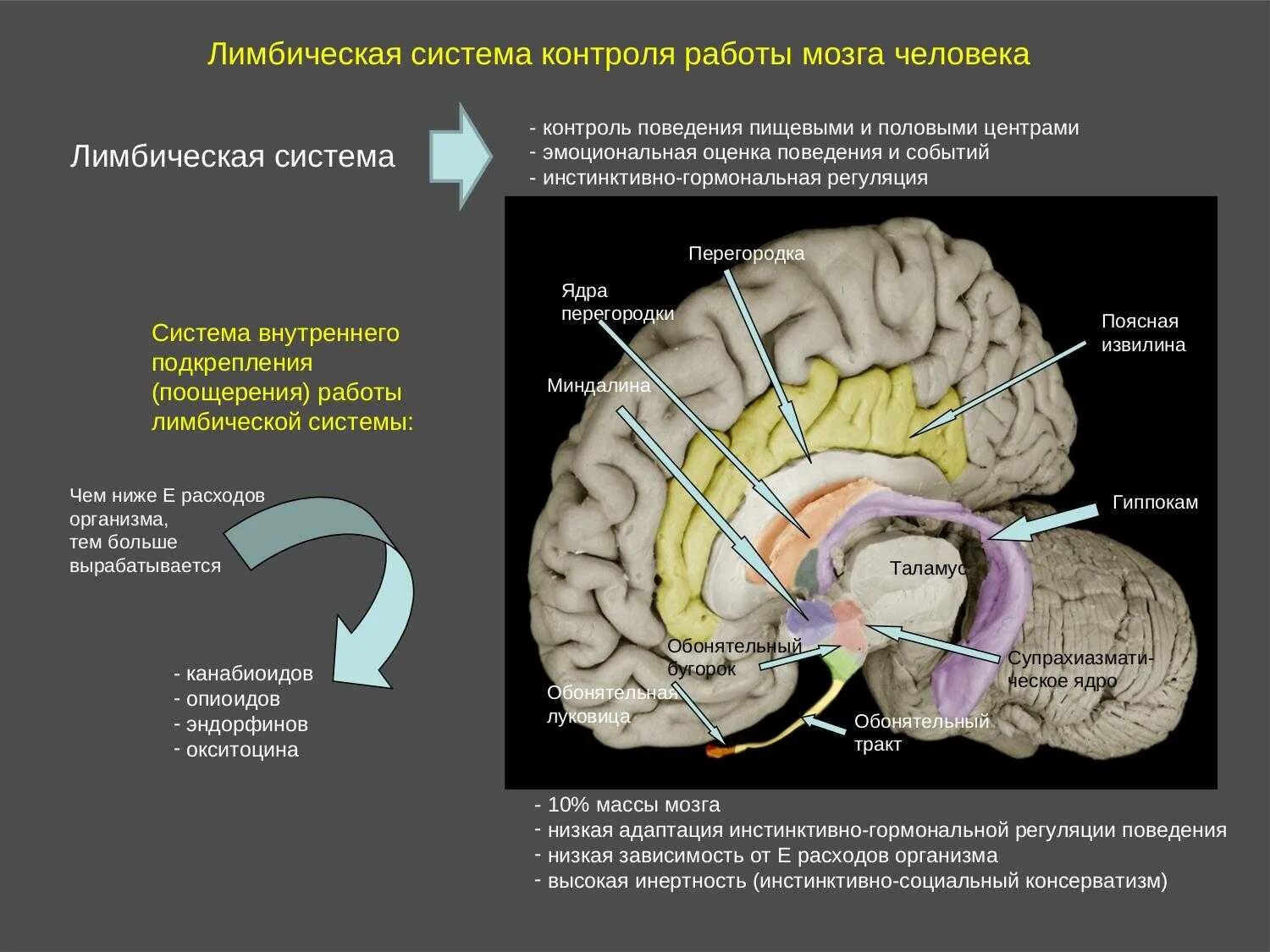 Лимбическая система в мозге человека. Лимбическая система головного мозга строение. Структурные изменения мозга