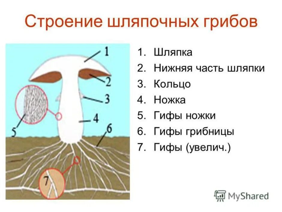 Строение шляпочного гриба 7 класс биология