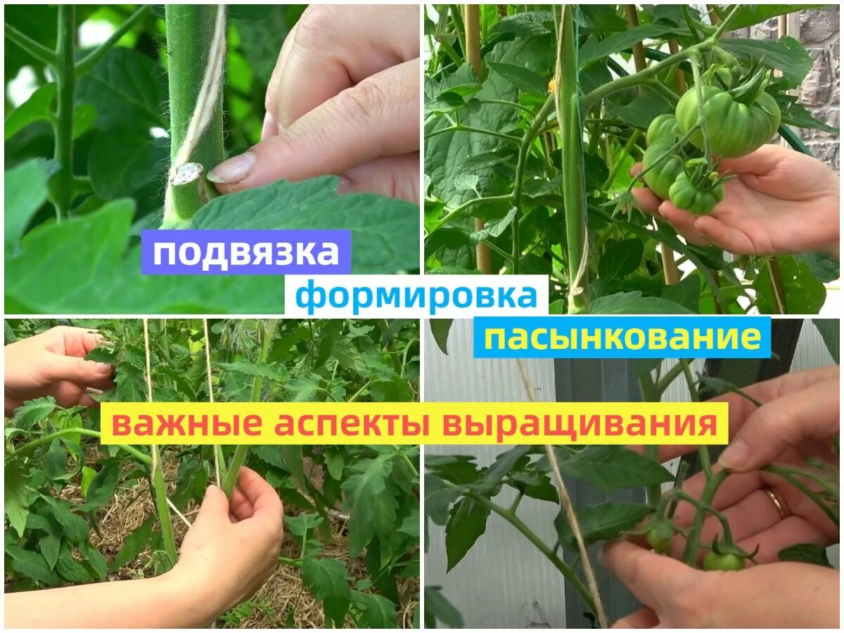 Как правильно пасынковать низкорослые помидоры