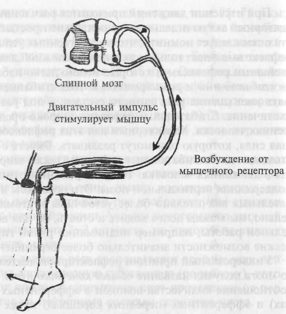 Элементы рефлекторной дуги коленного рефлекса человека. Дуга коленного рефлекса схема. Коленный рефлекс рефлекторная дуга физиология. Схема коленного рефлекса схема. Схемы рефлекторных дуг коленного рефлексов.