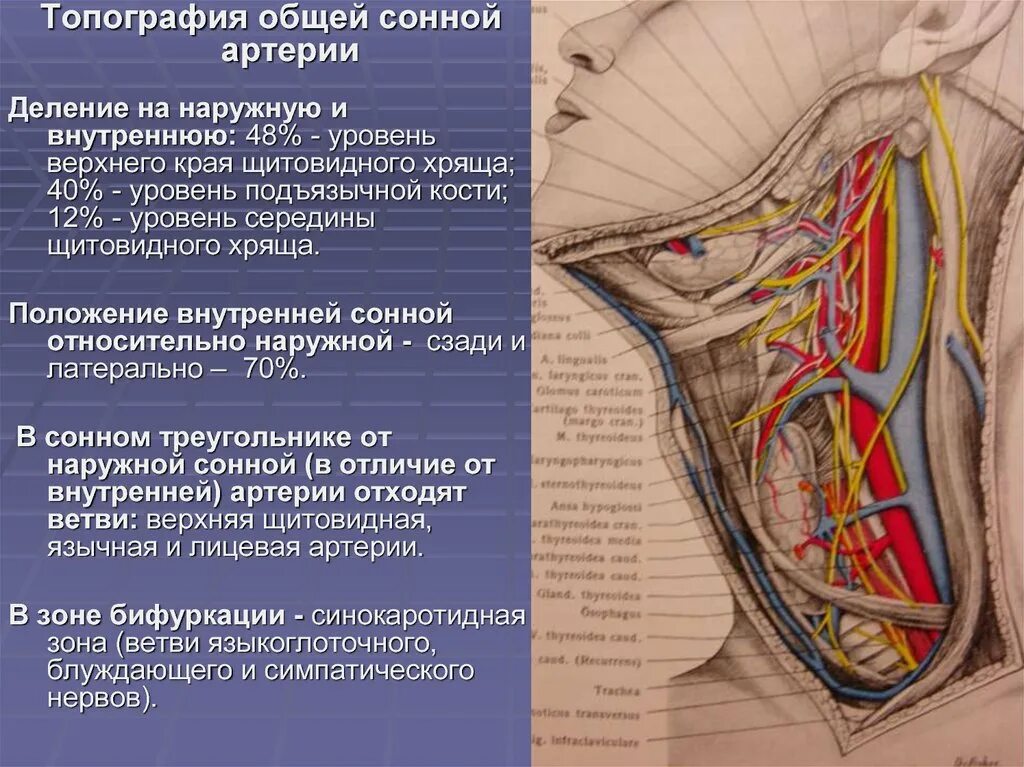 Общая Сонная артерия топография. Сонная артерия топография анатомия. Внутренний треугольник шеи топографическая анатомия. Левая внутренняя Сонная артерия анатомия. Наружная сонная артерия где