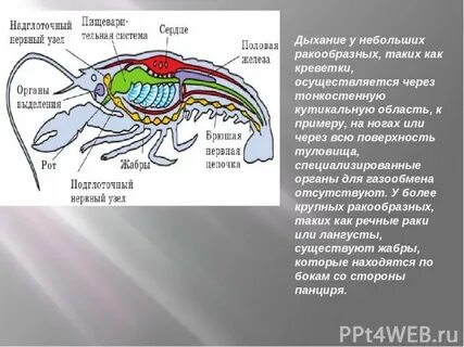 Чем дышат ракообразные