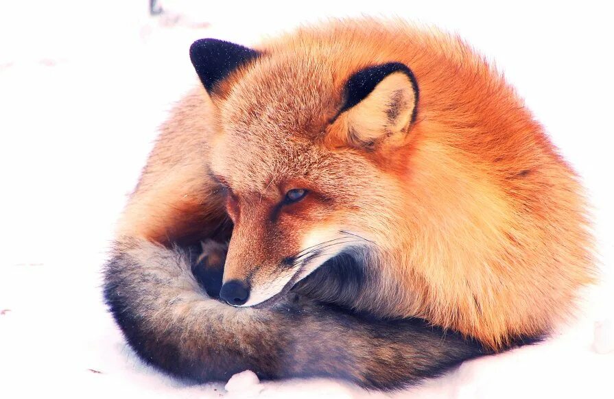 лиса йог. хитрый лис. мудрый лис. лиса. важная лиса.