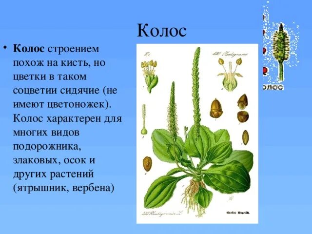 Тип питания подорожника большого. Строение цветка подорожника. Плод подорожника. Подорожник соцветие. Подорожник большой строение.