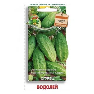 Огурцы сорта водолей