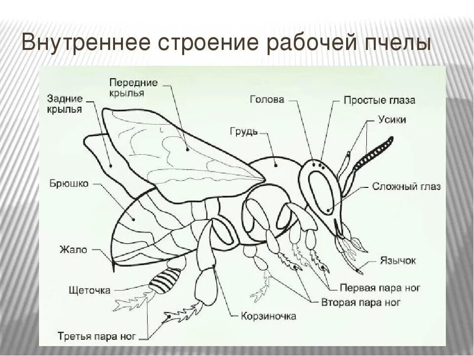 Какие части насекомого изображены. Строение пчелы зобик. Внешнее строение медоносной пчелы рисунок. Анатомия пчелы медоносной. Внутреннее и внешнее строение пчелы.