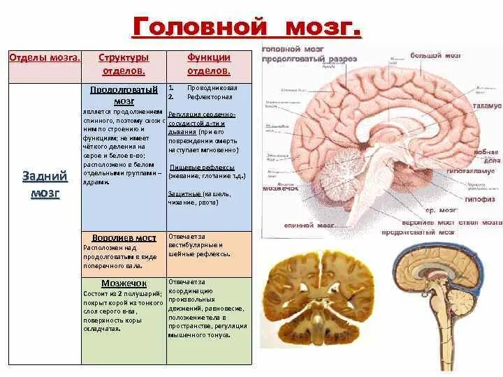 Отделы головного мозга и их функции