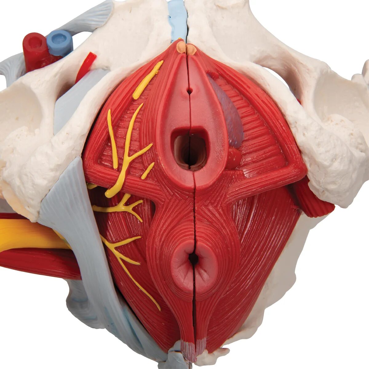 Тазовое дно анатомия. Мышцы тазового дна анатомия. Pelvic Floor Anatomy. Мышцы малого таза