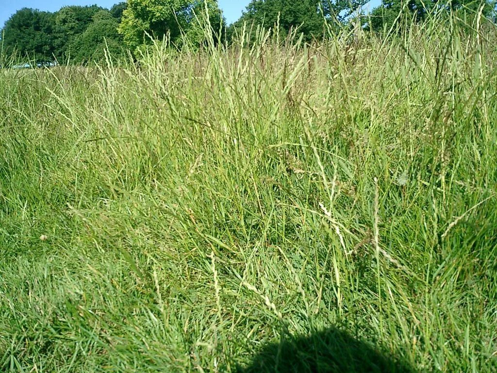 Трава второго укоса. Blue grass Type of grass. Ива розмаринолистная фото.