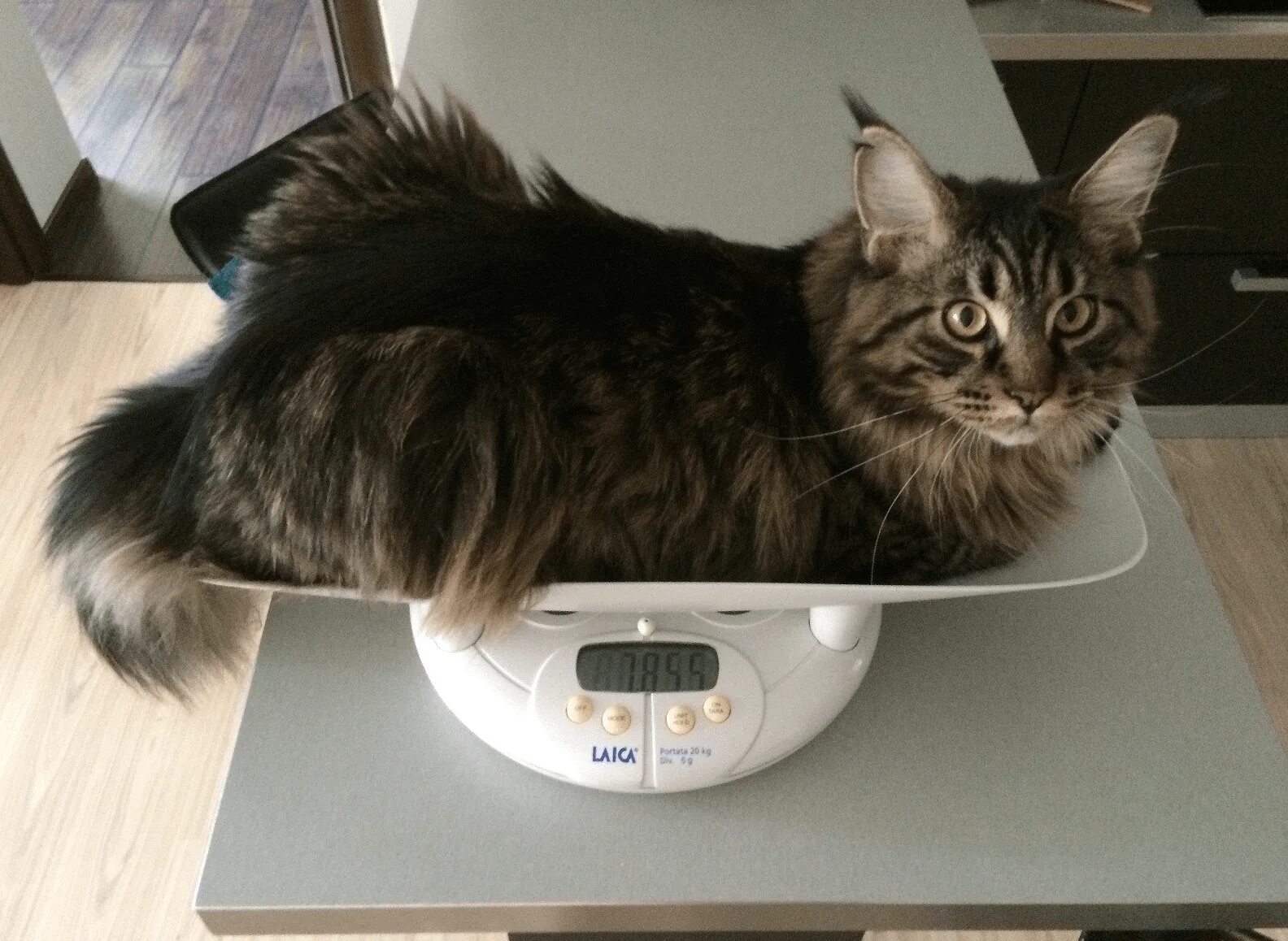 До каких растут коты