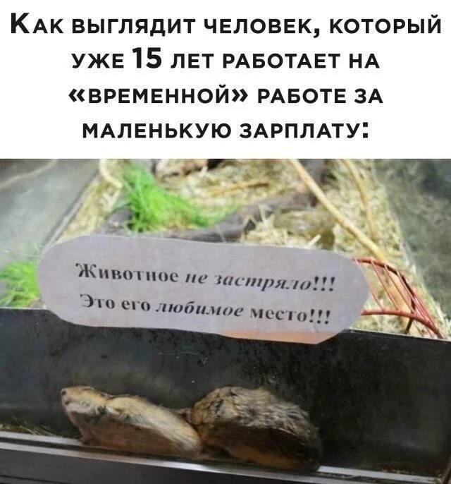 Посмеяться над собой. Это его место. Картинки умение посмеяться над собой. Это его место. Хомяк не застрял это его любимое место.
