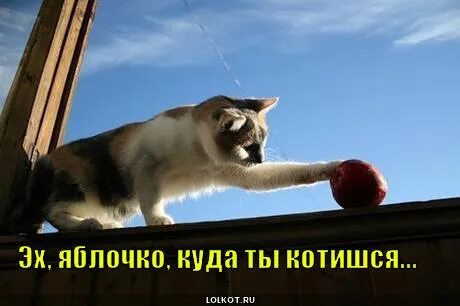 Яблочко да с голубикою подходи буржуй
