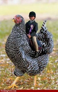 Cock chick