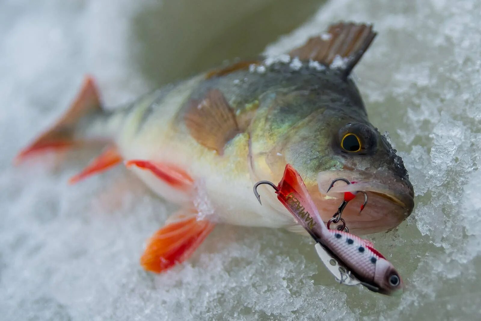 Ловля окуня. Окунь малек джиг. Джиг на окуня. Почему не клюет окунь. Речной окунь глубоководный.