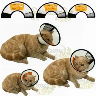 Ошейник для кошек после операции