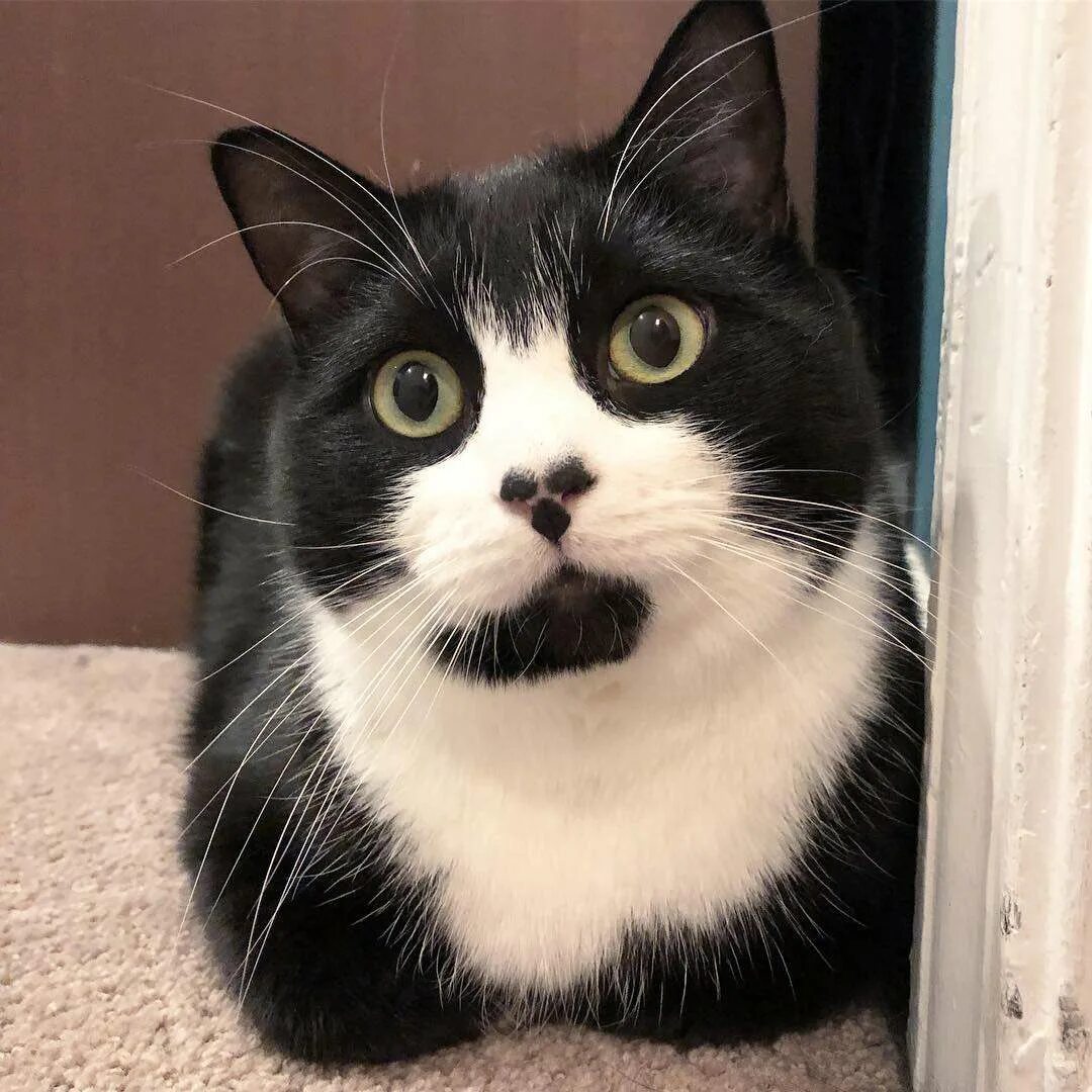Tuxedo cat. Tuxedo порода кошек. кошка тукседо. таксидо кэт. такседо кошка.