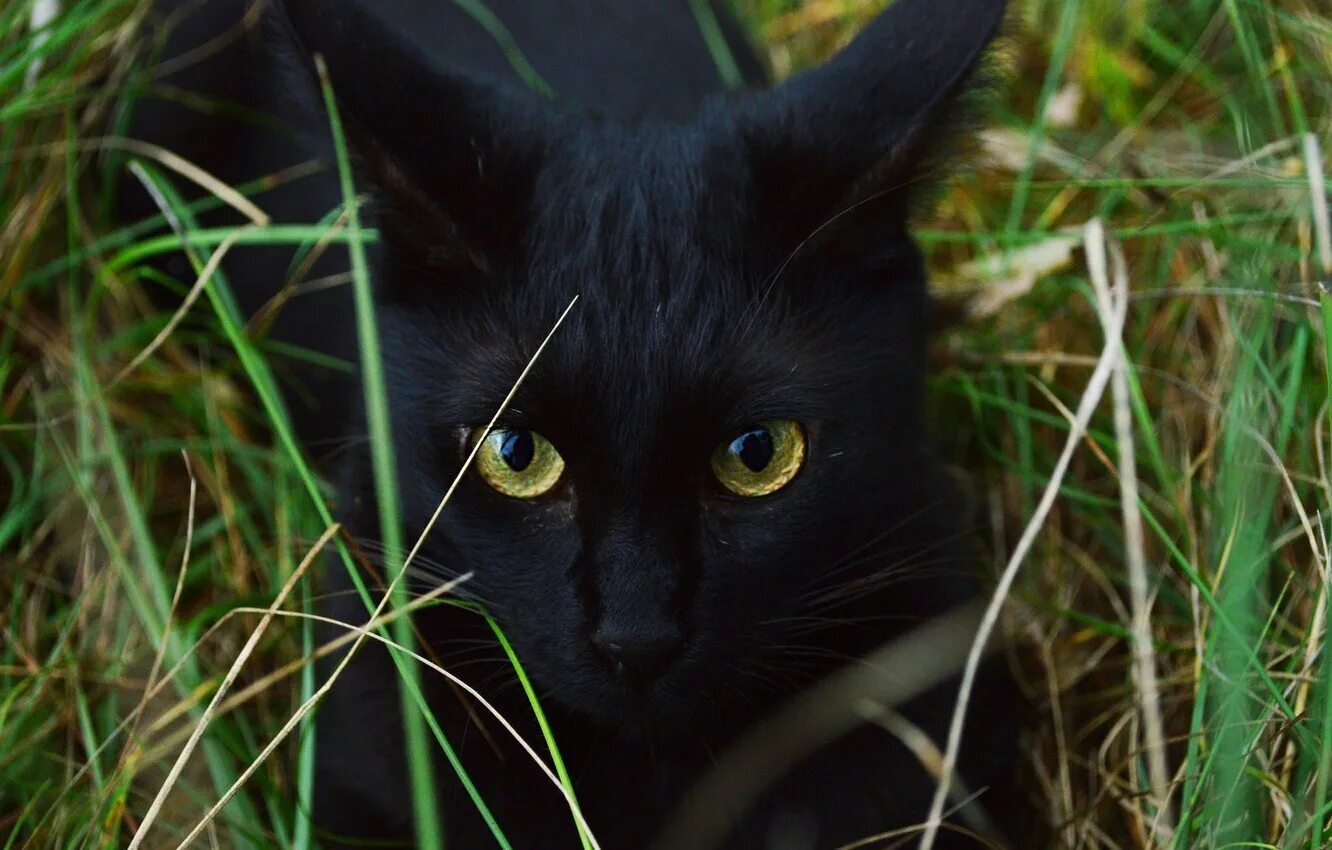 Как выглядит черный кот. Черная кошка с зелеными глазами. чёрный кот. чёрный котёнок с зелёными глазами. чёрные коты с зелёными глазами.