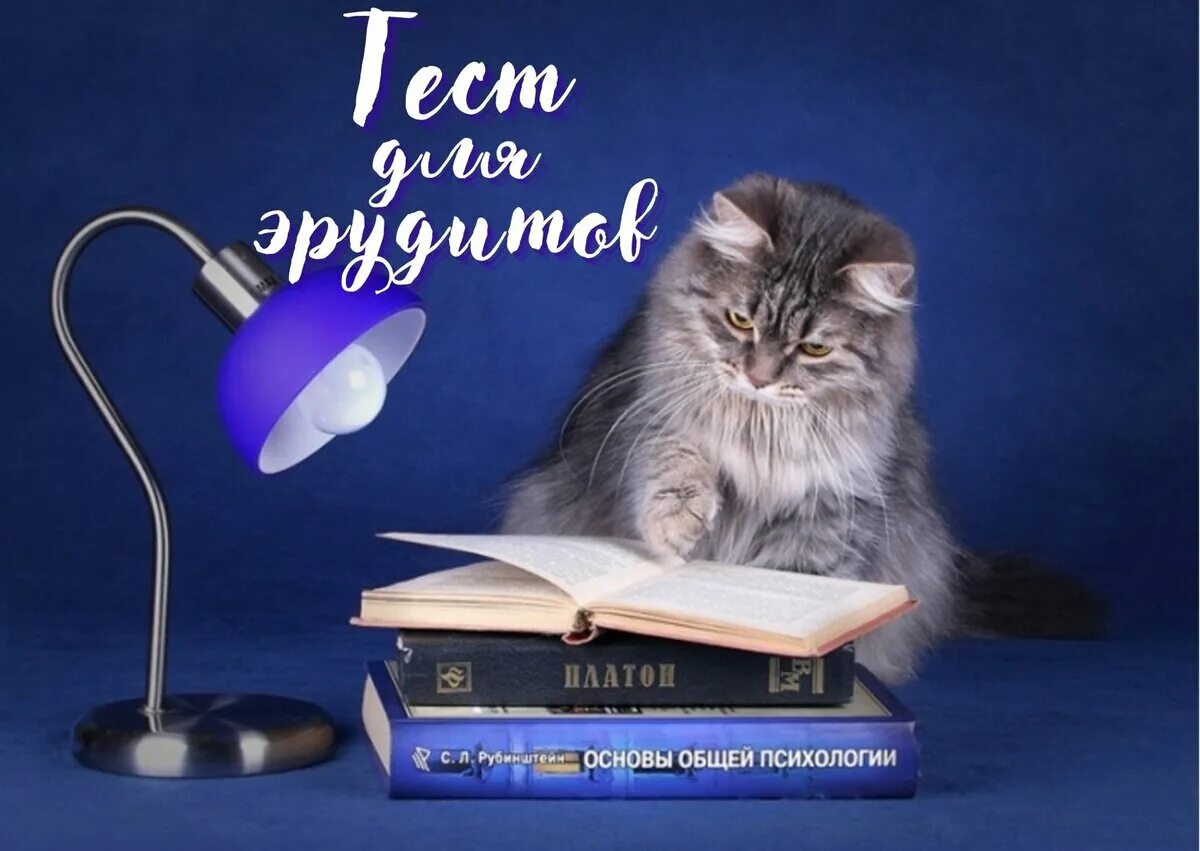 Лампа для чтения. Книга под настольной лампой ночью. Под лампой читать. Студент с книгами под лампой. Лампочка в кровати рисунок.