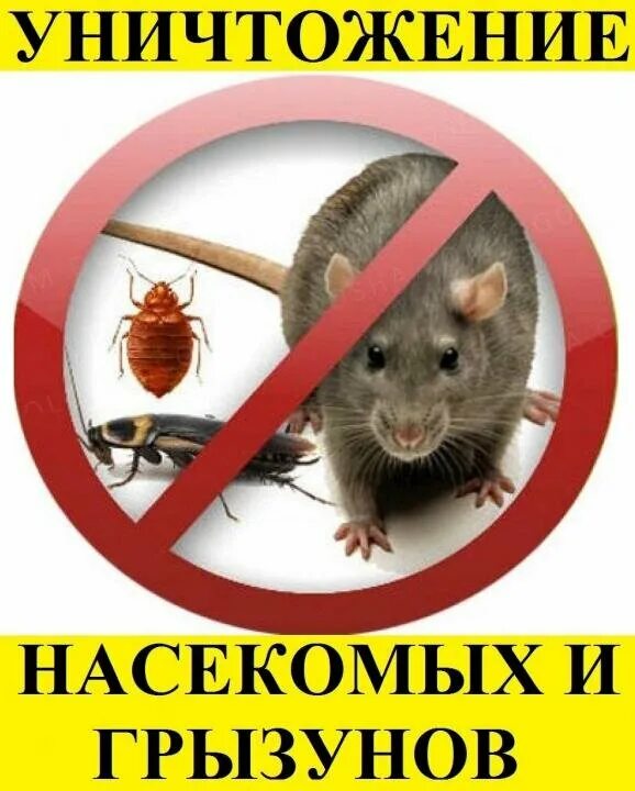 Дезинсекция от грызунов. Уничтожение грызунов дератизация. Профилактическая дератизация. Истребление грызунов называется. Дератизация.