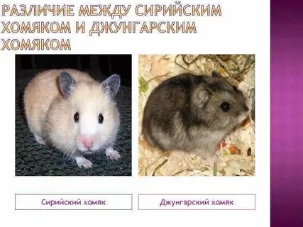 Какой хомяк лучше джунгарский или
