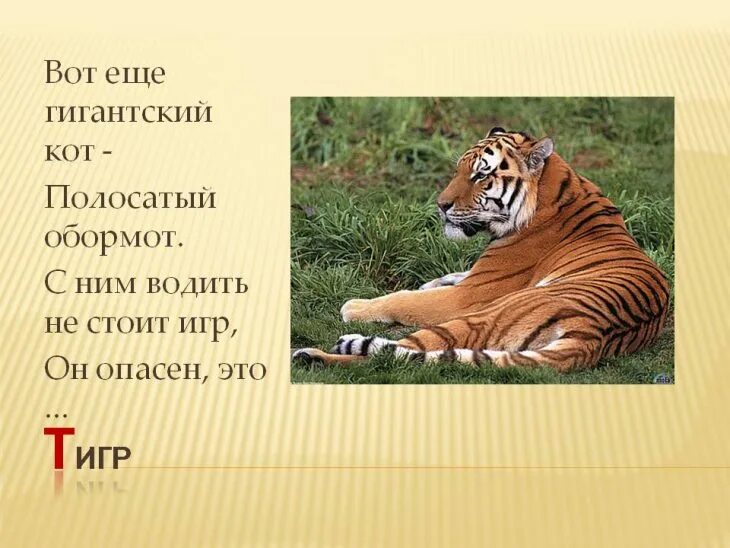 Придумай свои вопросы типа почему тигр полосатый. Загадка про тигра. загадки о тигре. загадка про тигра для детей. загадки про тигров.
