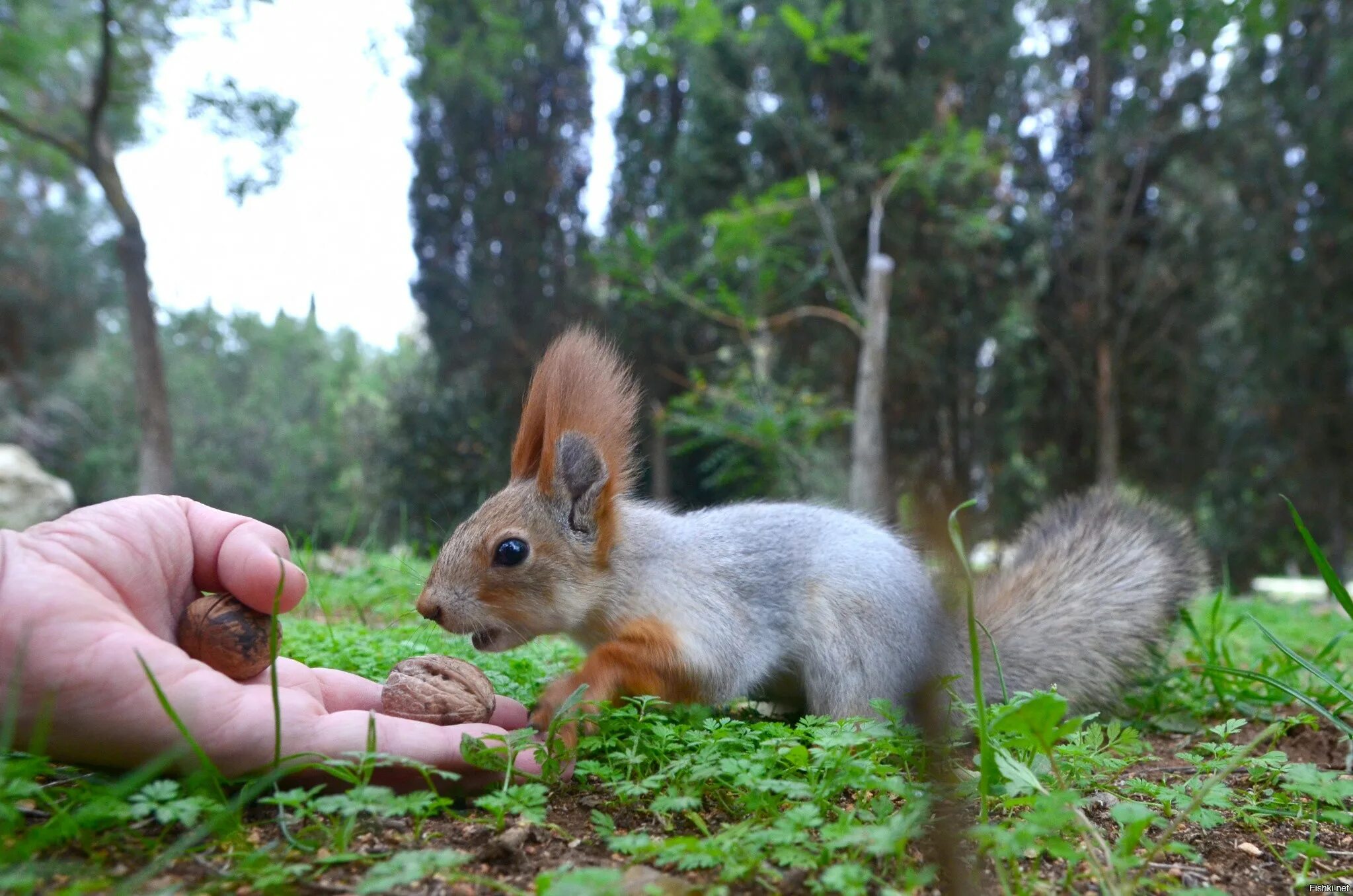 Белки в сосновом бору. Белка. Белка ест с руки. Ягринский сосновый бор белочки. Белки боятся людей.