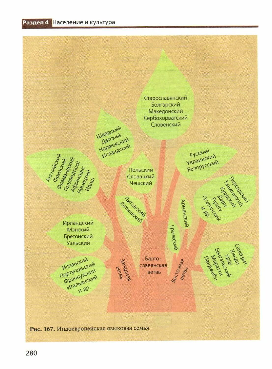 Схема индоевропейской языковой семьи. Схема народы индоевропейской семьи. Индоевропейская группа языков. Ветви индоевропейской семьи. Какие группы языков относятся к индоевропейской семье