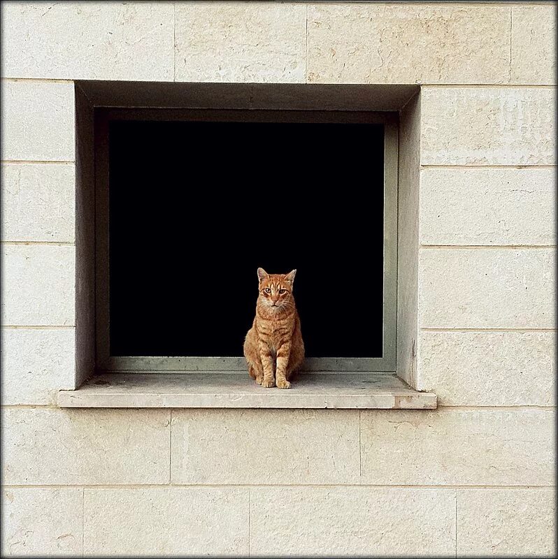 Кот квадратный какая. Квадратный кот. Квадратная кошка. Кот в квадрате. Рамка кот.
