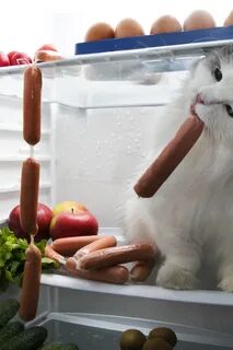 Кошка сосиска