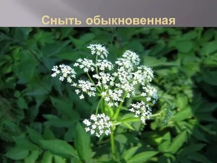 Растение 6 букв последняя