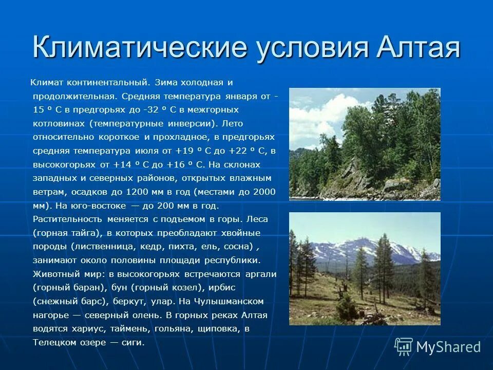 Как природные условия горных районов воздействуют на. Климатические условия. Климат Алтая. Климатические условия Алтая. Климат Алтайского края.