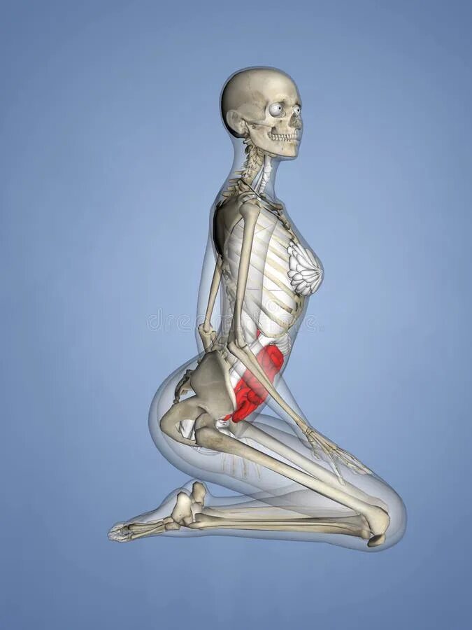 Анатомический макет человека. Макет скелета. Small human. Small human. Анатомическая модель человека.