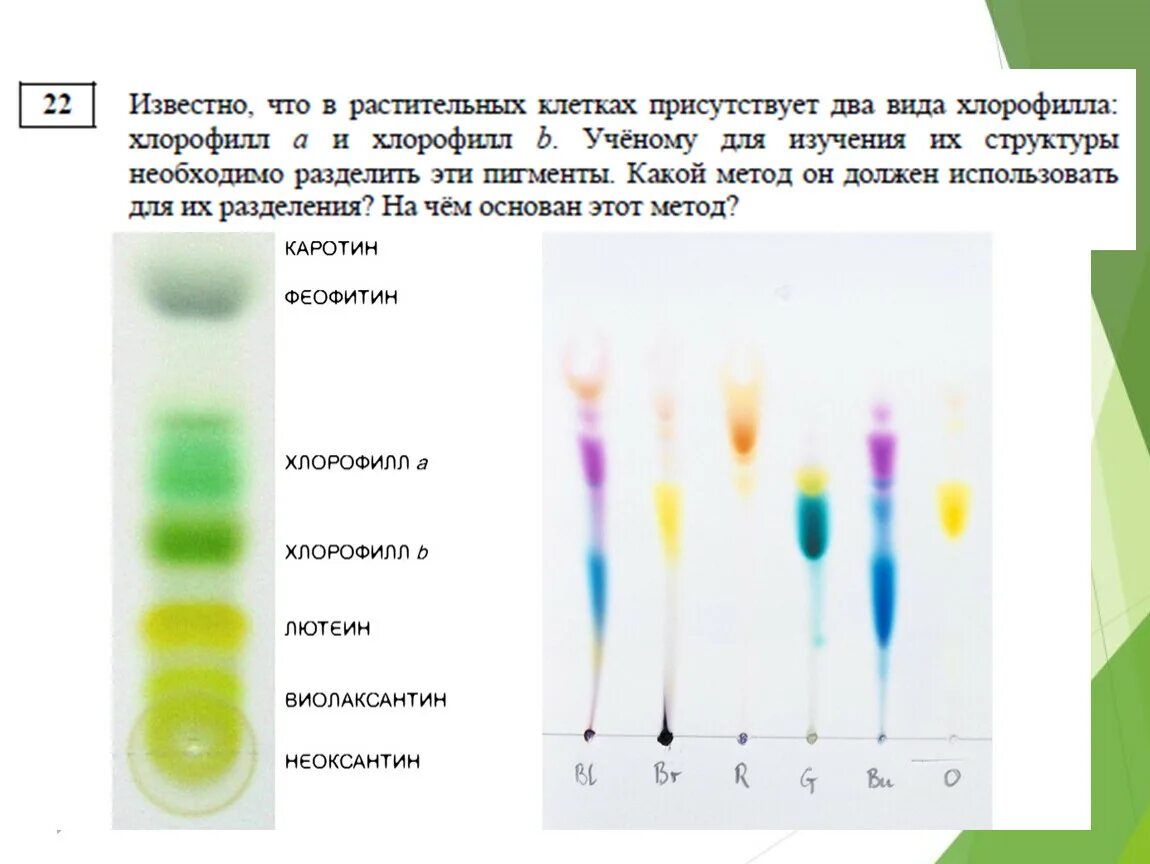 Разделение пигментов листа метод. Разделение пигментов листа методом бумажной хроматографии. Хроматография пигментов листа. Хлорофишл бумажная хроматографи. Разделение хлорофилла методом хроматографии.