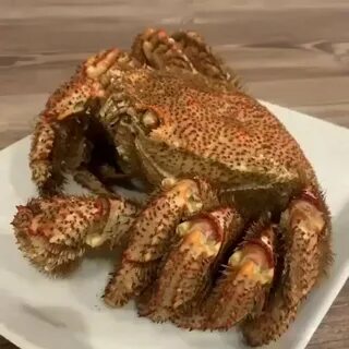 Краб волосатик