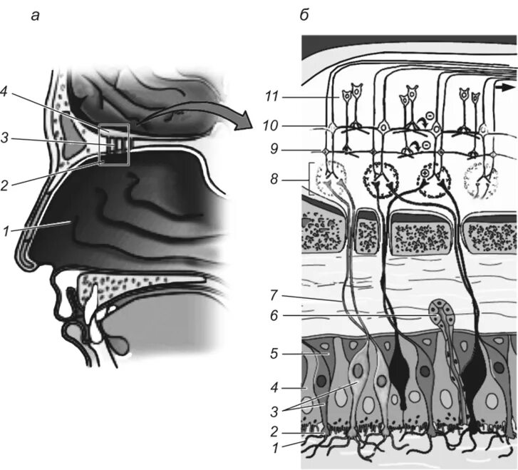 Обонятельный нерв обонятельный анализатор. Рецепторы обонятельного анализатора. Строение обонятельного рецептора. Обонятельный анализатор физиология.